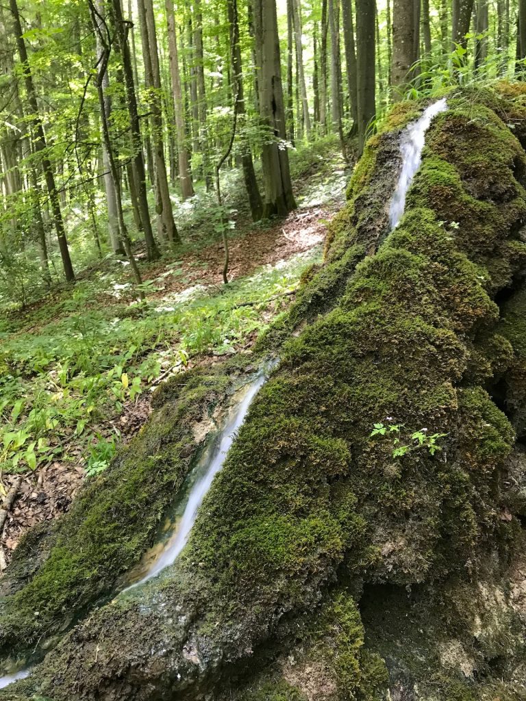 Die steinerne Rinne ist ein Naturschauspiel, das in die Jura-Zeit zurückreicht und im Naturpark Altmühltal zu Hause ist. Das Quellwasser fließt auf einem 120 m langen Kalksockel.