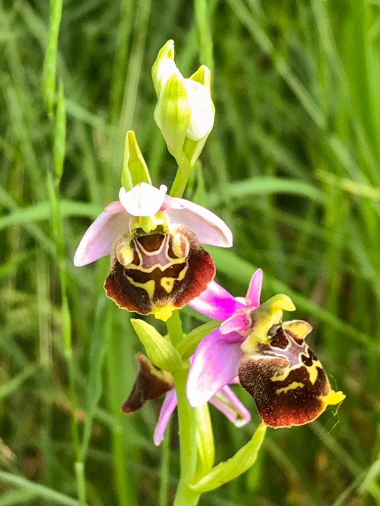 Im Naturschutzgebiet Perfeist auf dem Löschemer Berg wachsen 28 Arten von seltenen und geschützten Orchideen. Das Orchideengebiet liegt an der Strecke des Moselsteigs zwischen Nittel und Konz.